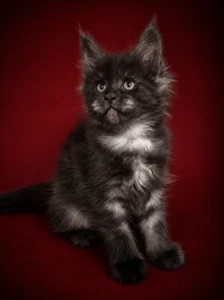 Guinevere1 7 weeks old from Honey Bee Black smoke Maine Coon female with lots of silver and beautiful face