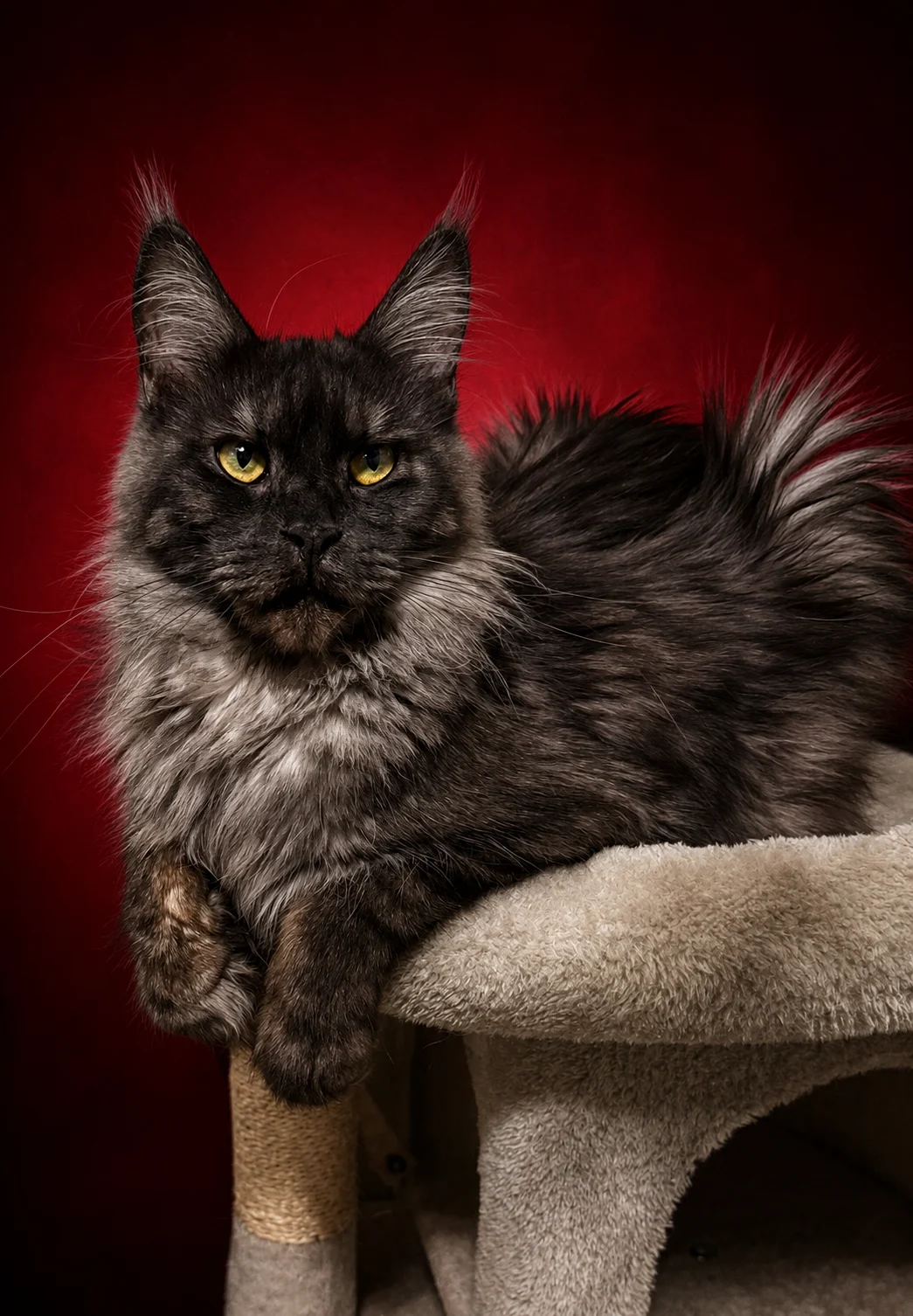 Black smoke Maine Coon female, beautiful face and expression