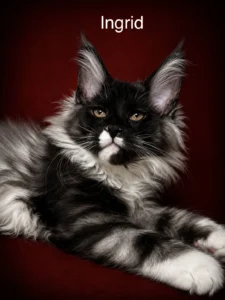 Ingrid 11 weeks from Jimena 1 Black smoke and white Maine Coon female kitten with excellent expression and color