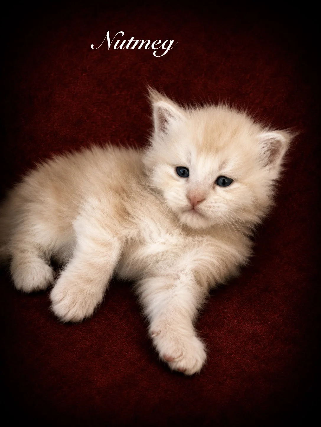 Red silver Maine Coon male with lots of silver