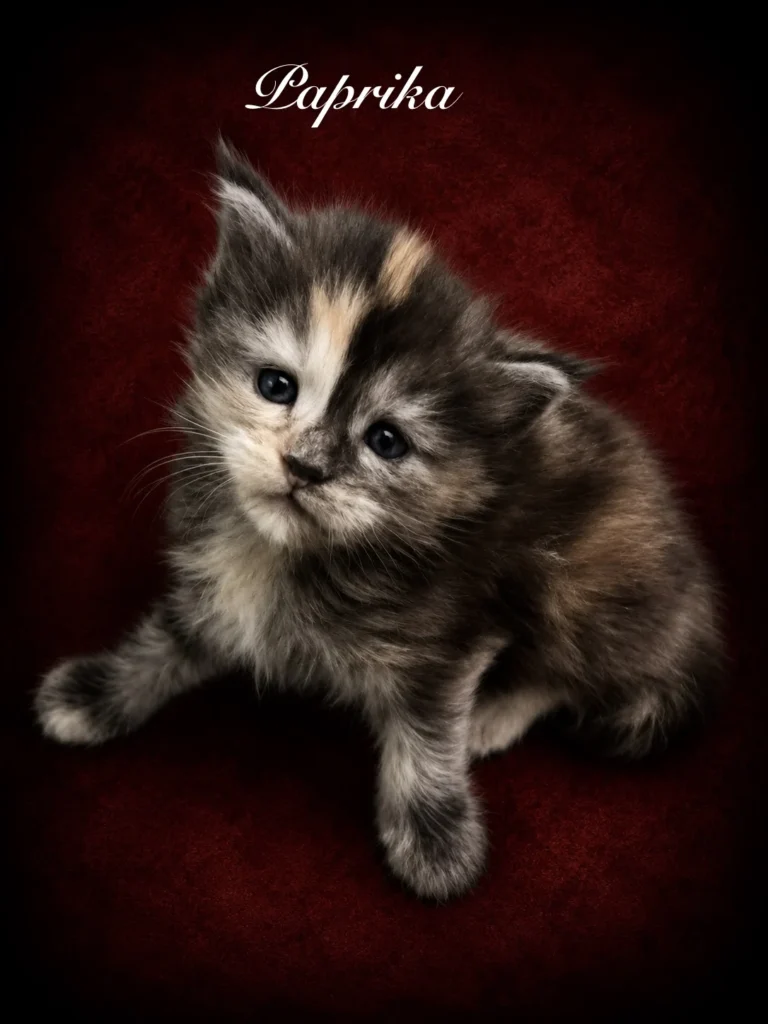 Black tortie Maine Coon female with split face markings