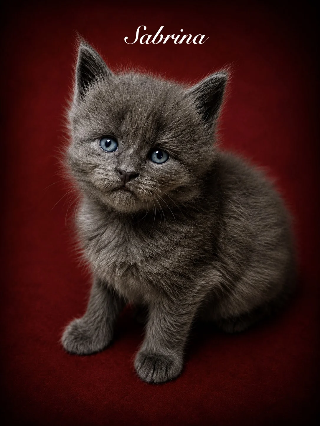 Blue Maine Coon female kitten with beautiful face
