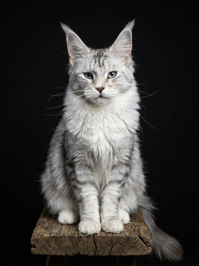 Adult blue-eyed black silver tabby Maine Coon female