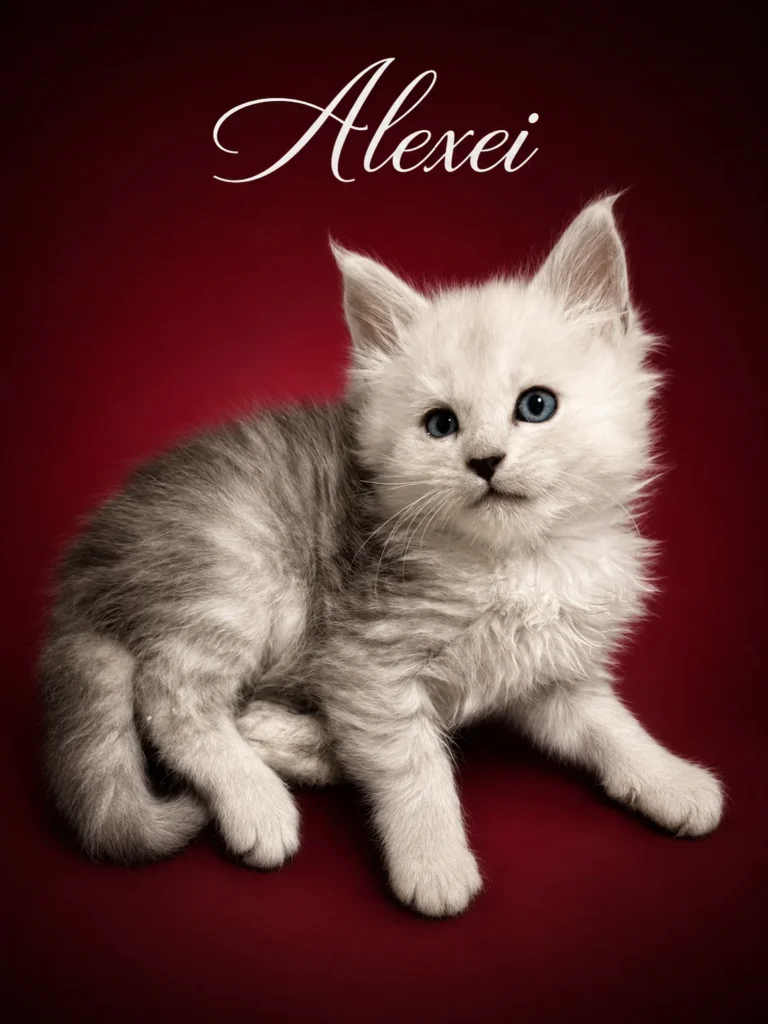 Black silver shaded Maine Coon male lying on a deep red carpet