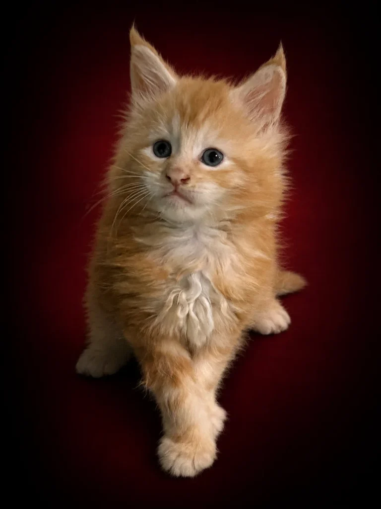 Red tabby Maine Coon male with very rich color