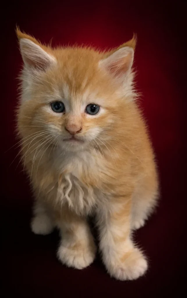Red tabby Maine Coon male with very fluffy coat