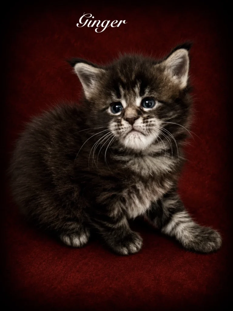 Black tabby Maine Coon female with excellent features
