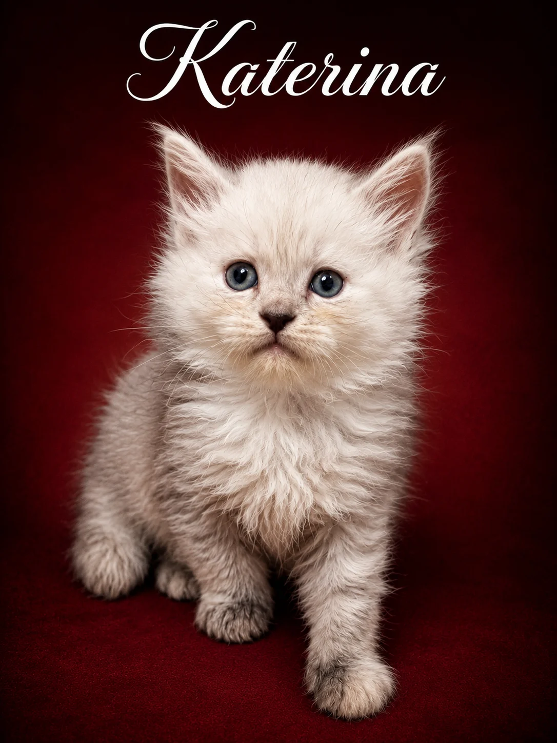 Black silver shaded Maine Coon female with a beautiful coat