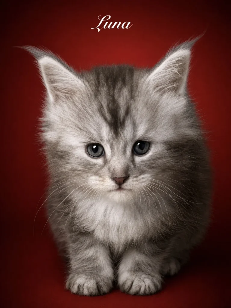 Black silver tabby Maine Coon female with very sweet face
