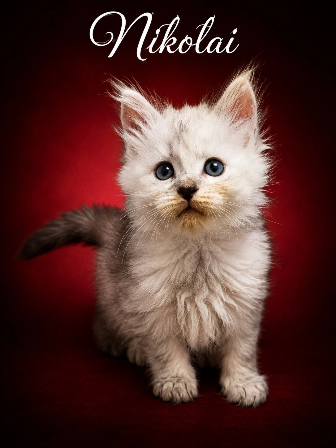 Black silver shaded Maine Coon male in a deep red background