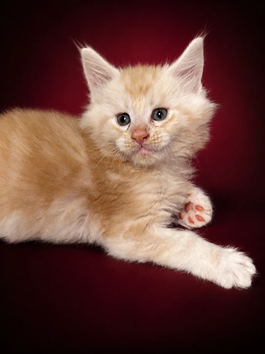 Red silver Maine Coon kitten laying on a deep red carpet