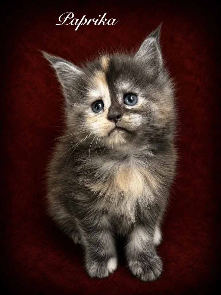 Black tortie Maine Coon female kitten with split face
