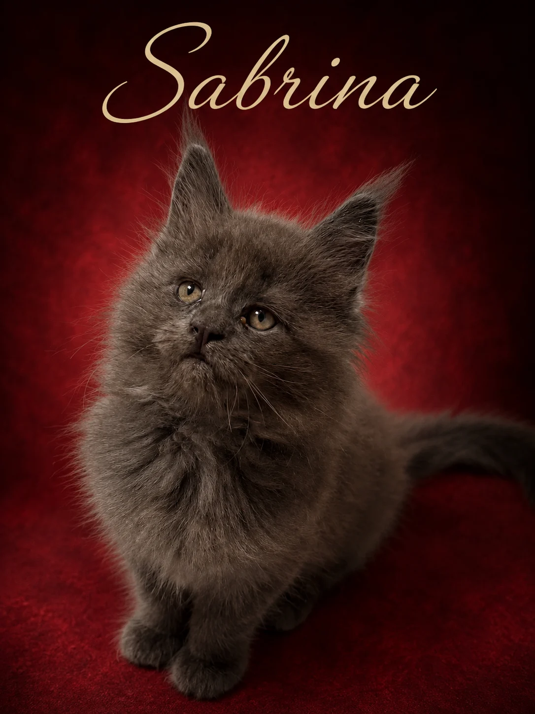 Solid blue Maine Coon female with very expressive face
