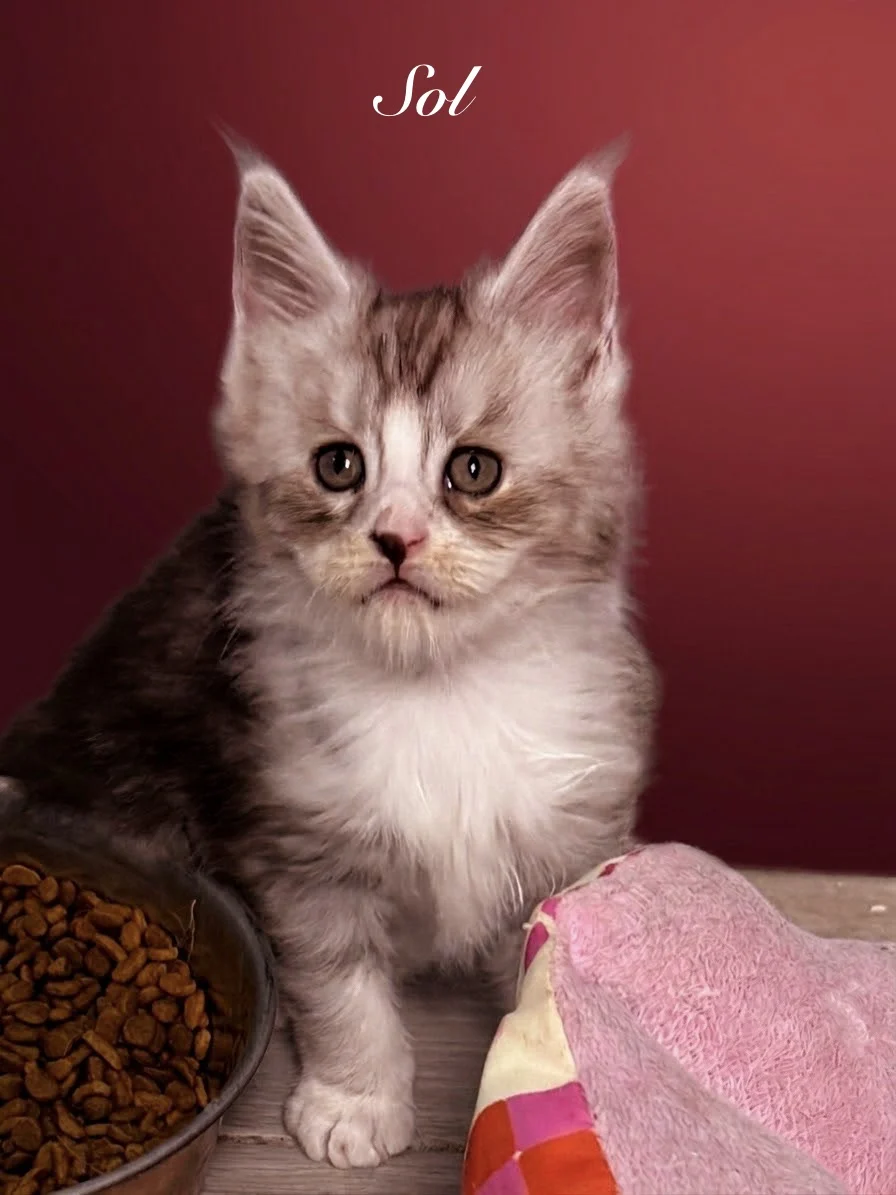 Black silver tabby & white Maine Coon male