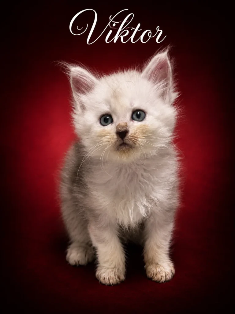 Silver black shaded Maine Coon male with very sweet face