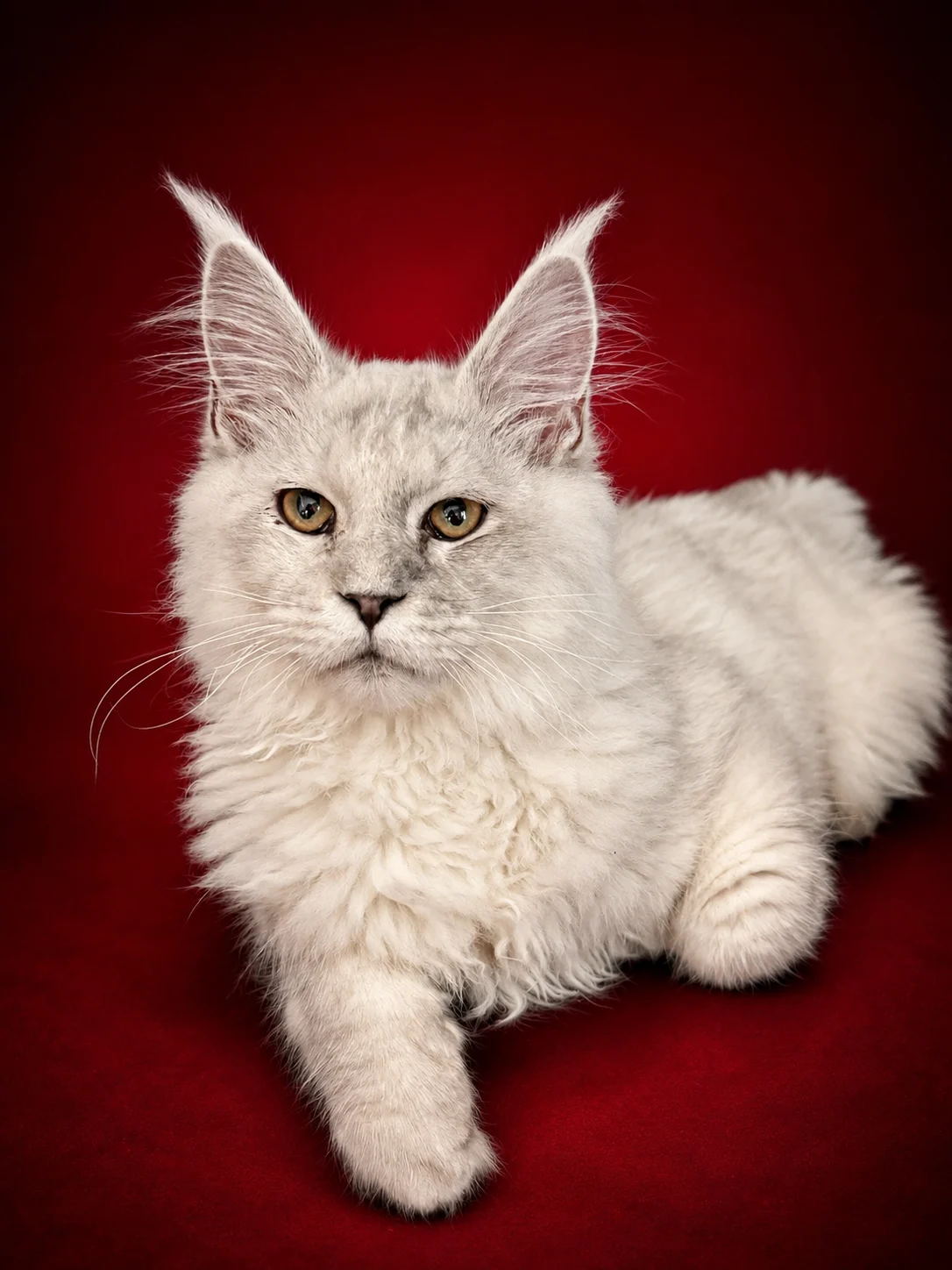 Shade black silver Maine Coon male in a deep red background