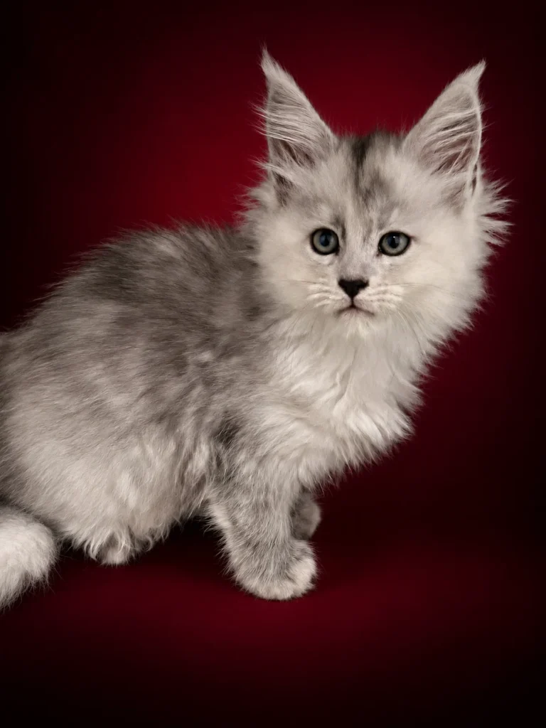Anastasia shaded Maine Coon female kitten in a deep red background and adorable face.