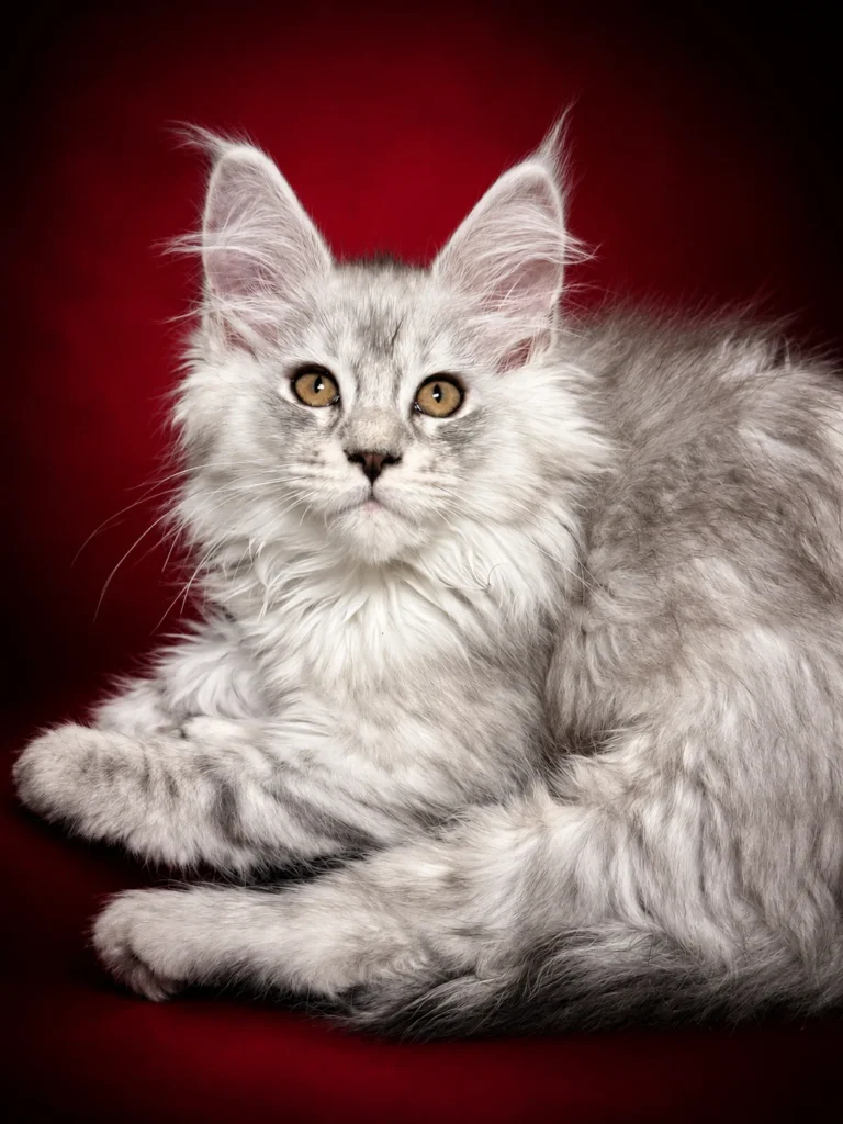 Black silver tabby female Maine Coon kitten. She has very thick coat and very prominent muzzle and ears.