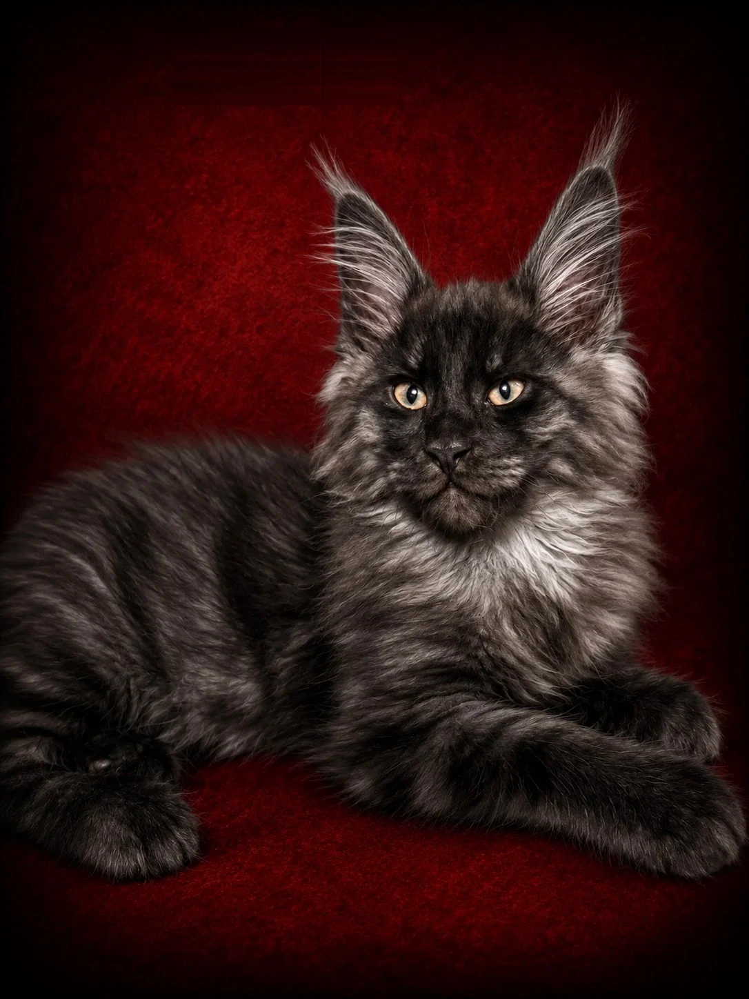 Black smoke Maine Coon kitten with a silver ruff and lynx-tipped ears resting on deep red velvet