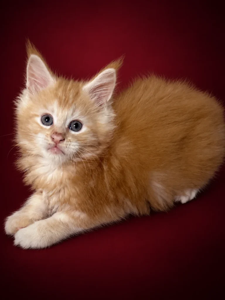 Red Maine Coon tabby male kitten on a deep red background
