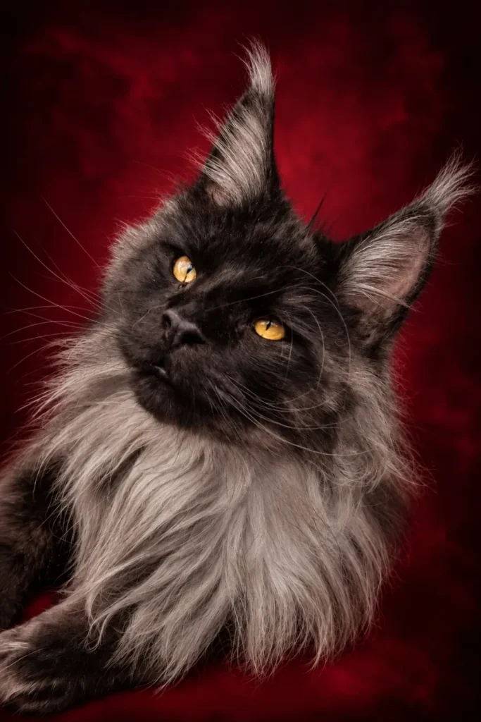 Ferrari black smoke king Maine Coon. Beautiful mane and excellent expression