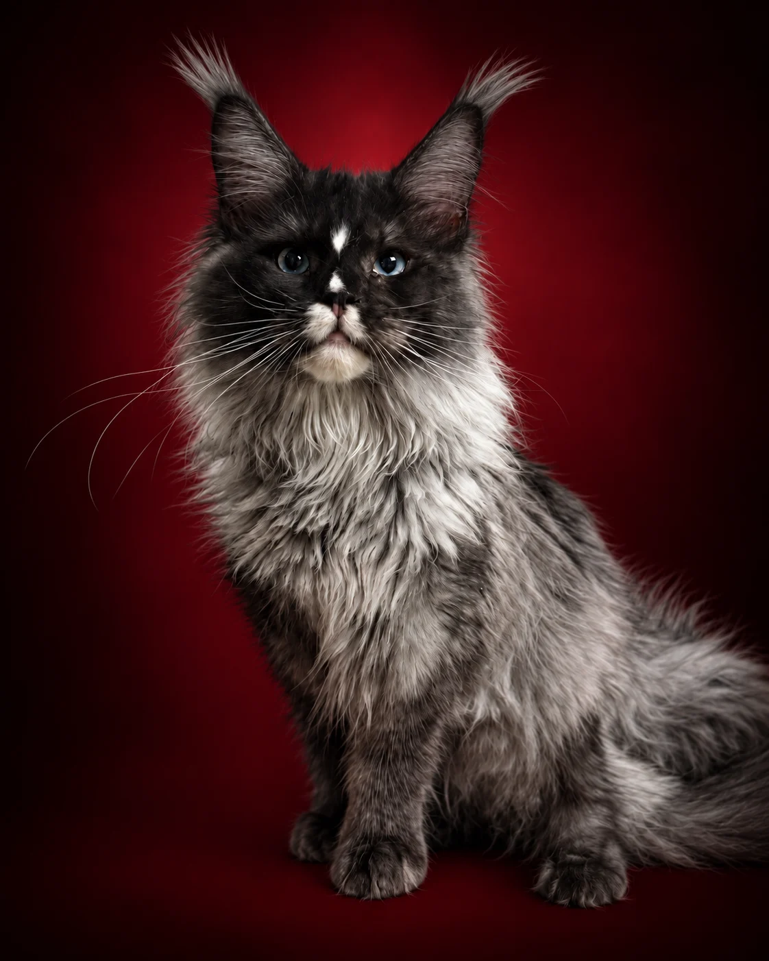 Frankie black smoke blue eyes Maine Coon king setting very elegant in a red background. He has beautiful long ears and ear tuffs