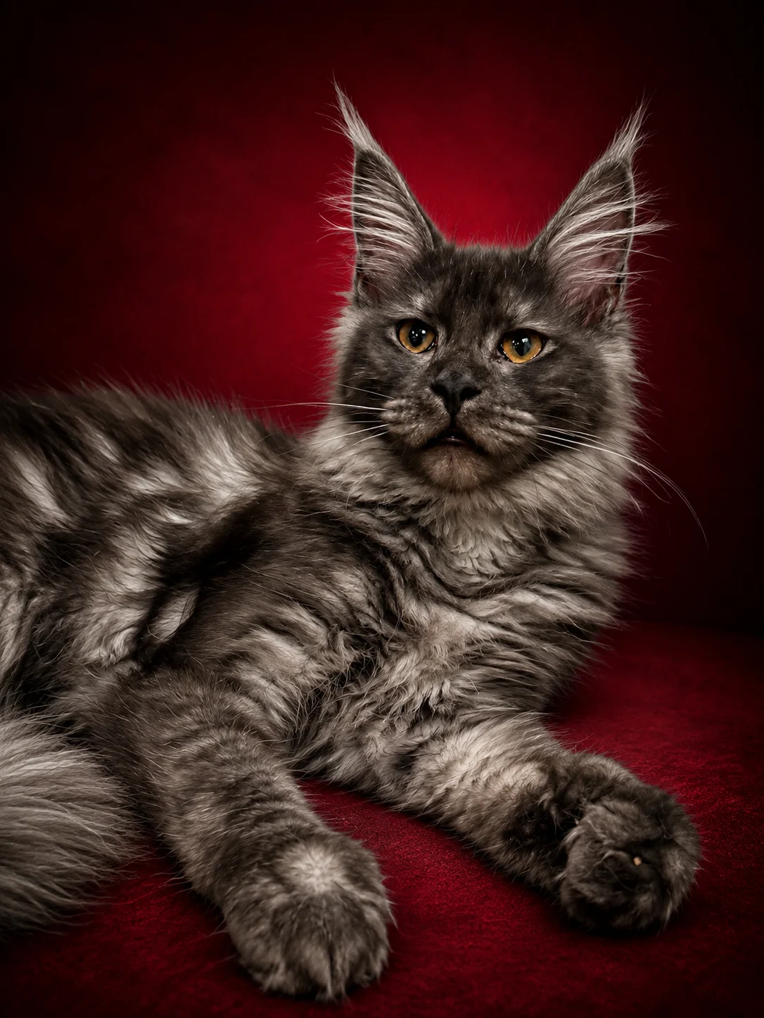 Black smoke Maine Coon female in a deep red background