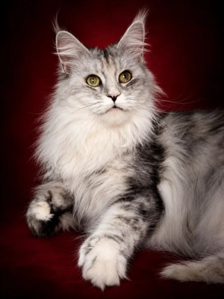 Kiki polydactyl Maine Coon queen in red background