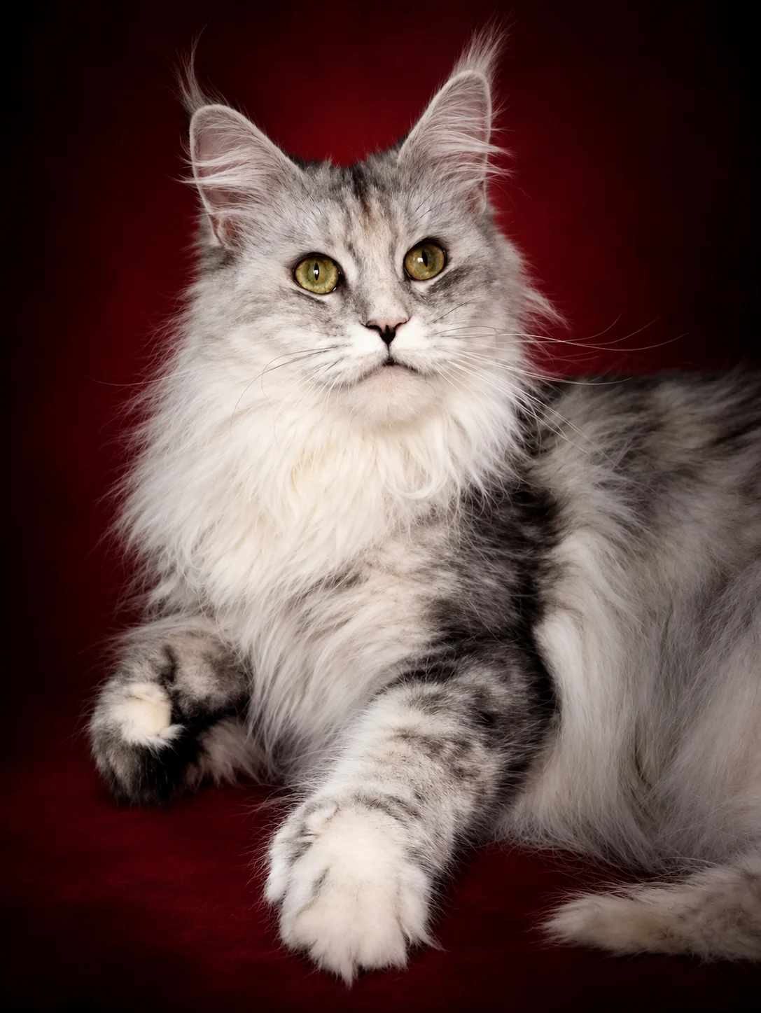 Kiki polydactyl Maine Coon queen in red background