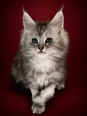Black silver tabby Maine Coon female kitten with an adorable face