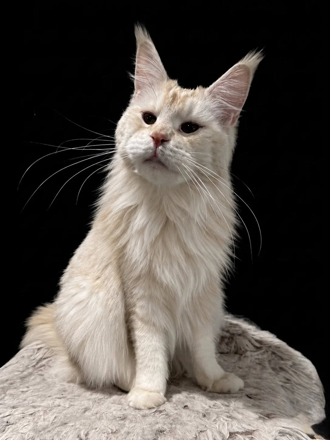Red silver female Maine Coon queen with very strong muzzle and chin
