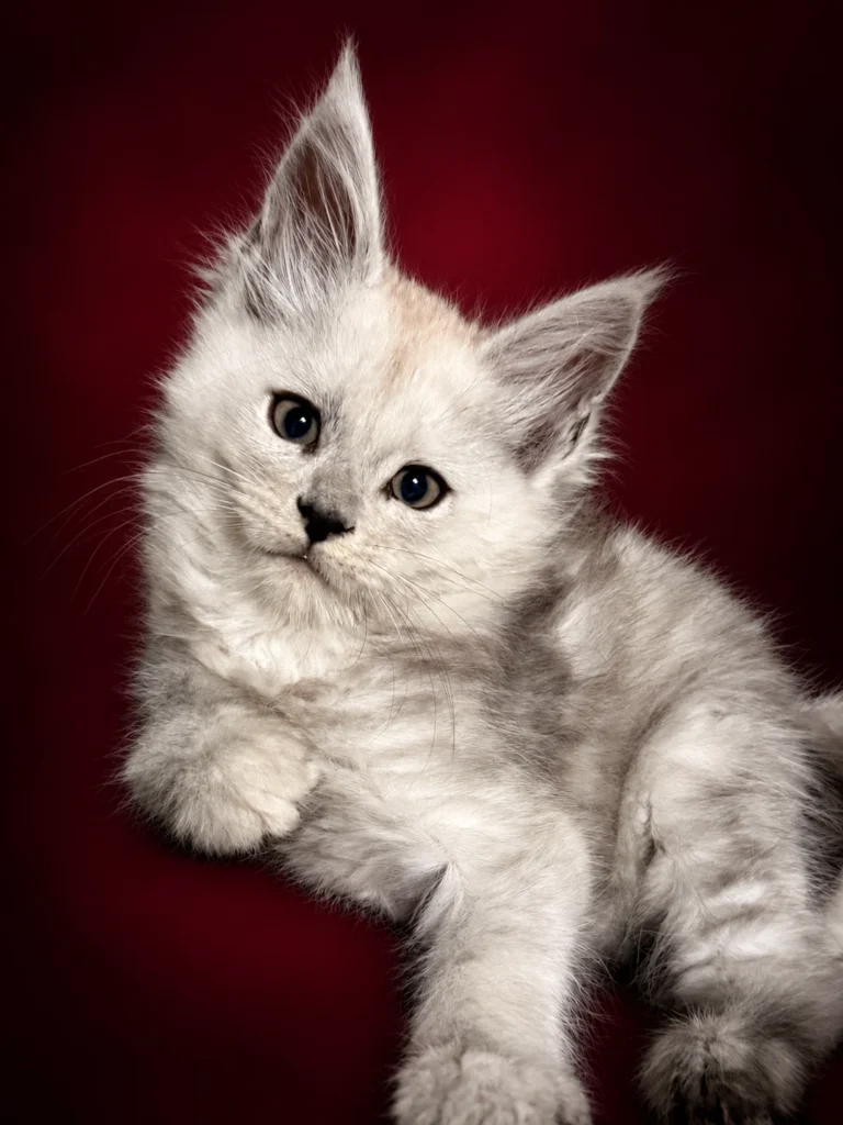 Mikhail, a black silver male Maine Coon kitten with a dense coat and strong ear set, on a deep red background.