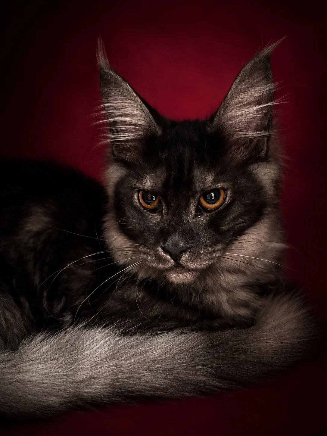 Morgana black smoke polydactyl female