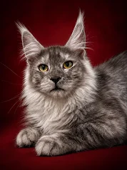 Black smoke polydactyl female looking at the camera