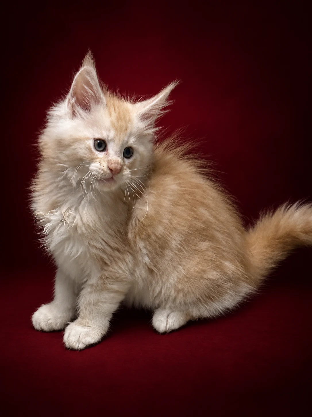 Red silver tabby Maine Coon male kitten in a deep red background