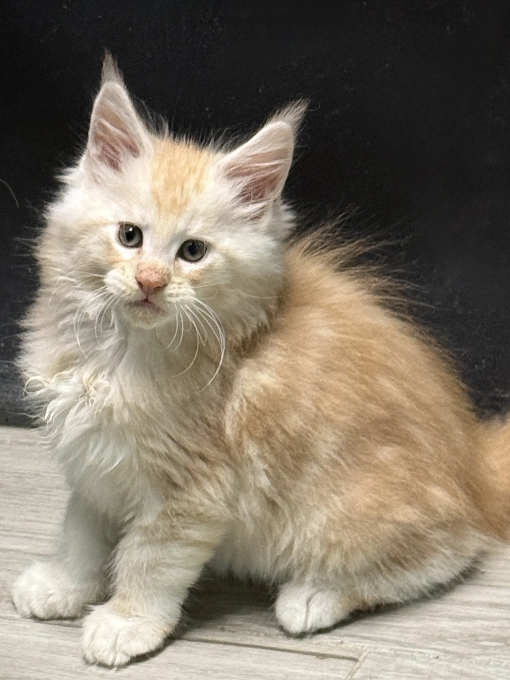 Red silver tabby Maine Coon male kitten with heavy coat