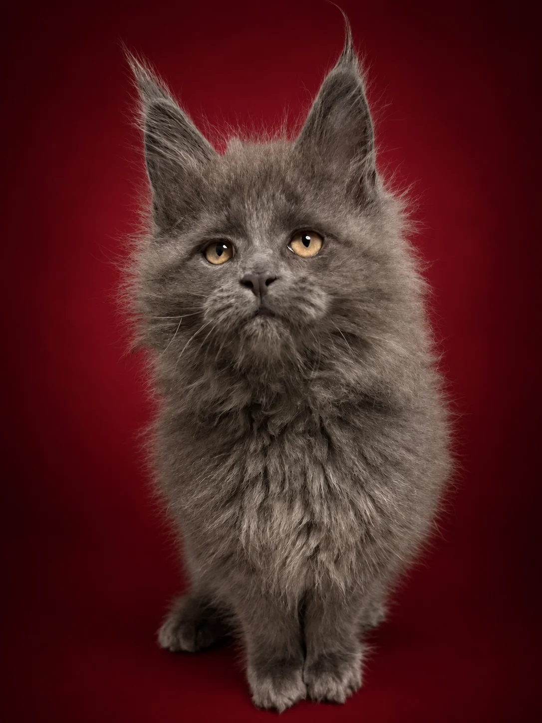 Blue smoke Maine Coon kitten with very strong expression