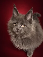 Blue smoke Maine Coon kitten in a deep red background