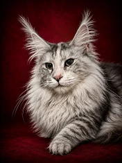 Classic black silver female Maine Coon with beautiful mane