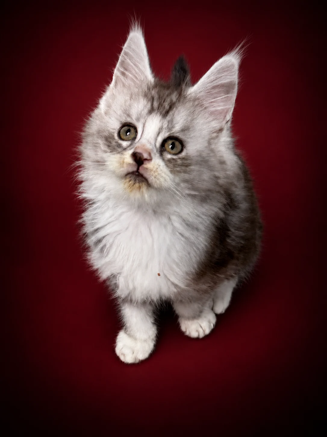 Black silver tabby with white Maine Coon male kitten with very sweet face