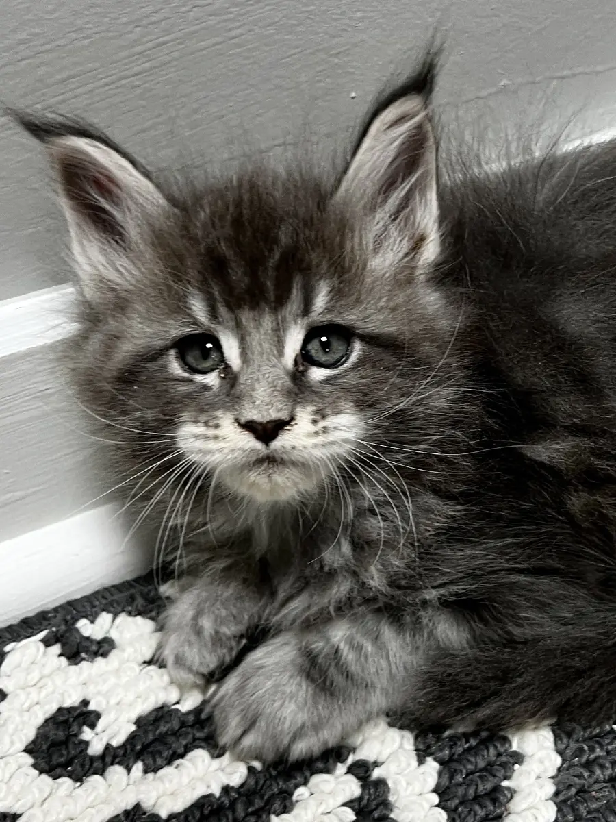 Black silver tabby Maine Coon relaxing at home - Majestic Maine Coon Cats, Canton Georgia