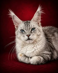 Black silver classic tabby Maine Coon female with beautiful blue eyes