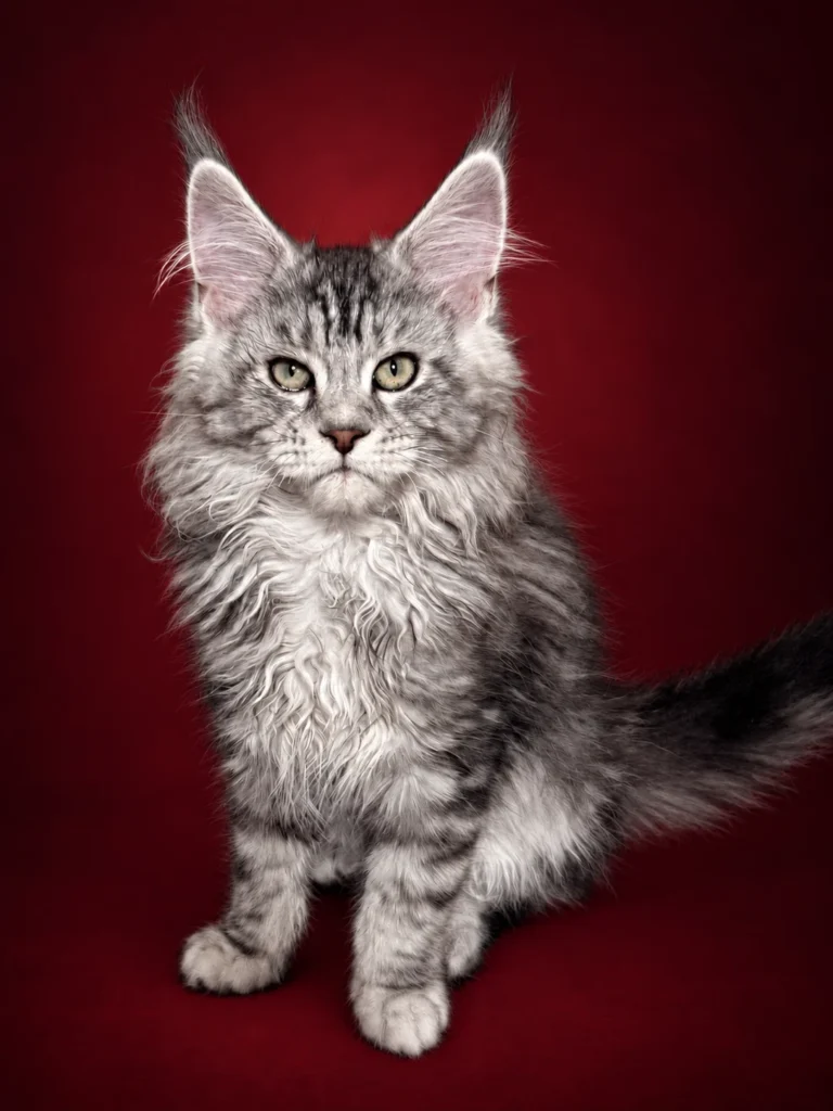 Black silver tabby Maine Coon female kitten with beautiful face