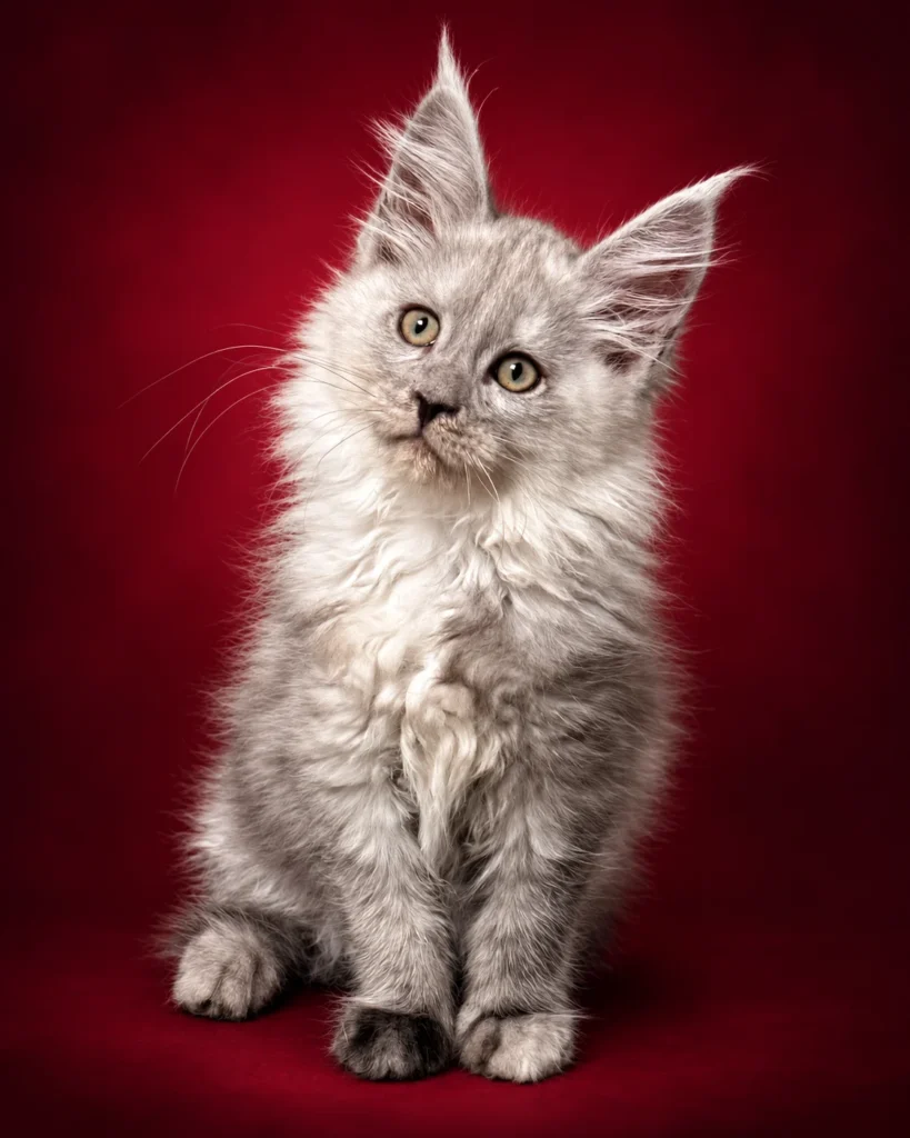 Katerina pale black smoke female Maine Coon with her head tilted in a red background