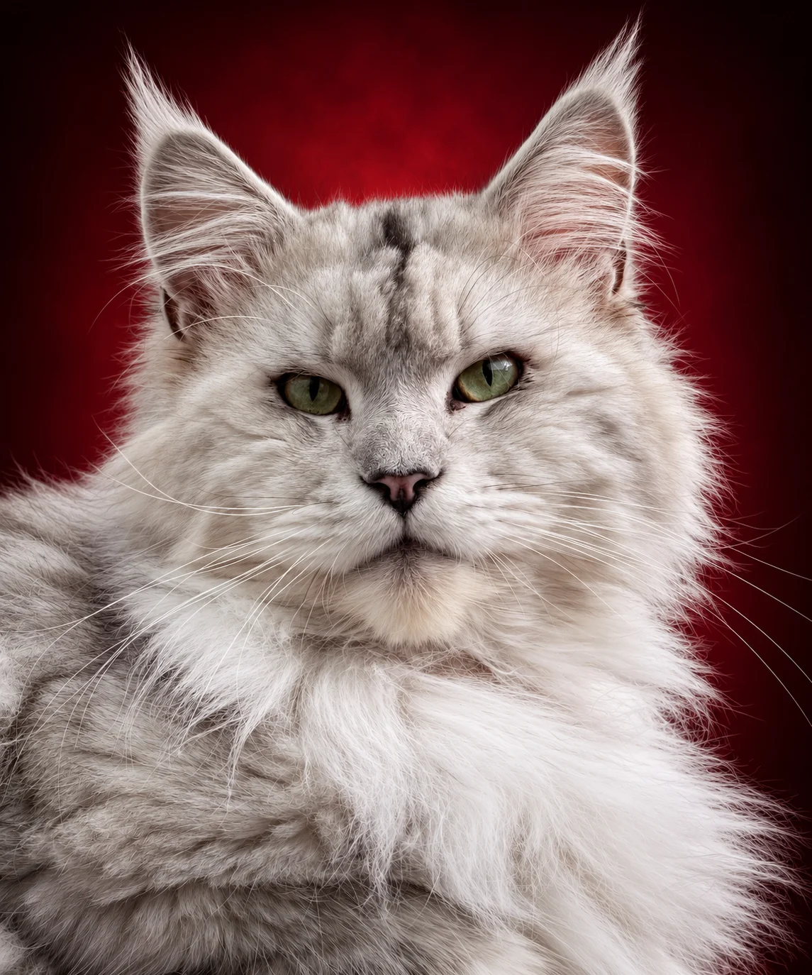 Jagger shaded black silver Maine Coon king. Beautiful face a color. Excellent type