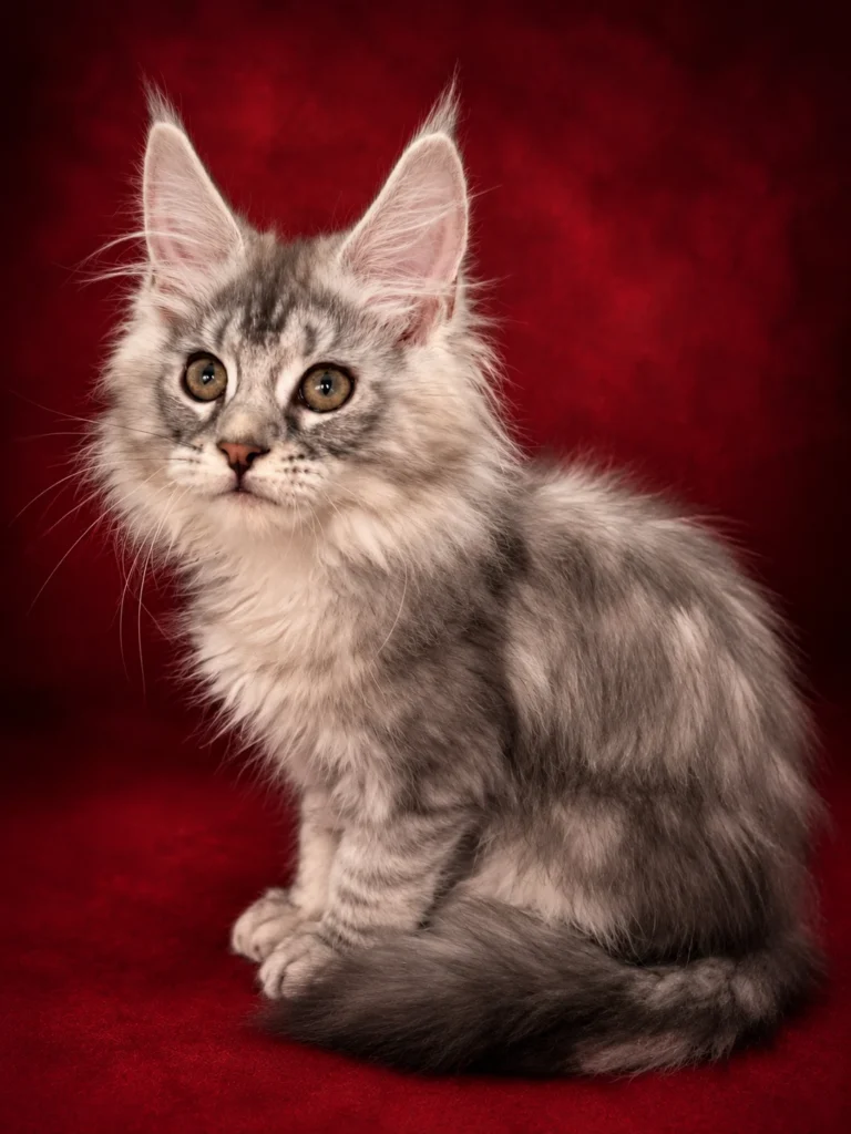 Luna black silver tabby kitten in a red background